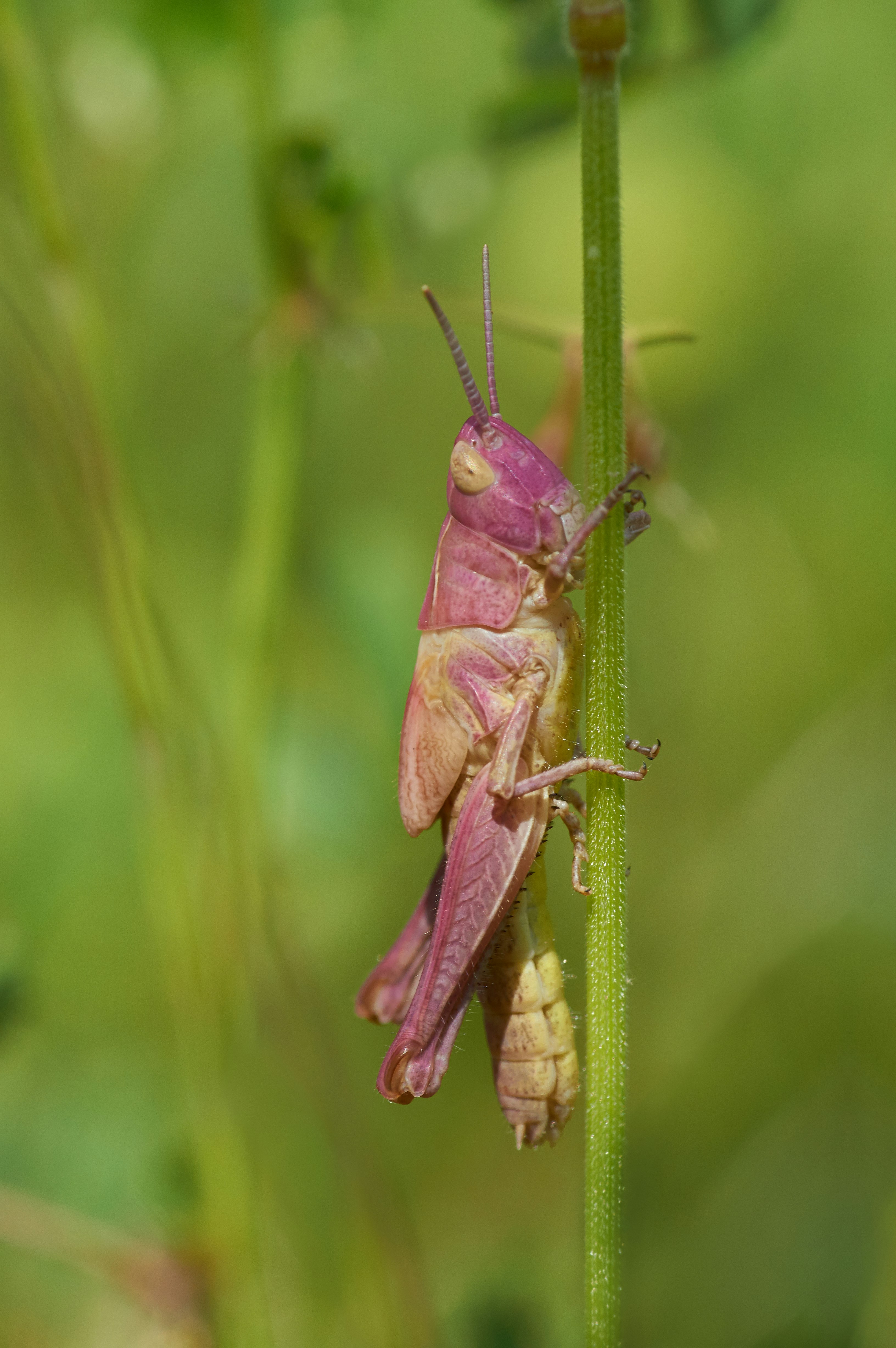 pink and brown grasshopper